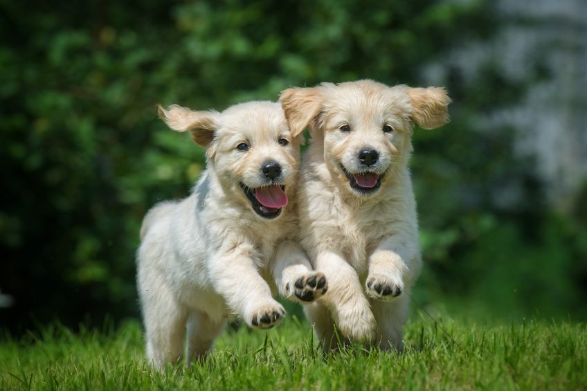 2 dogs running